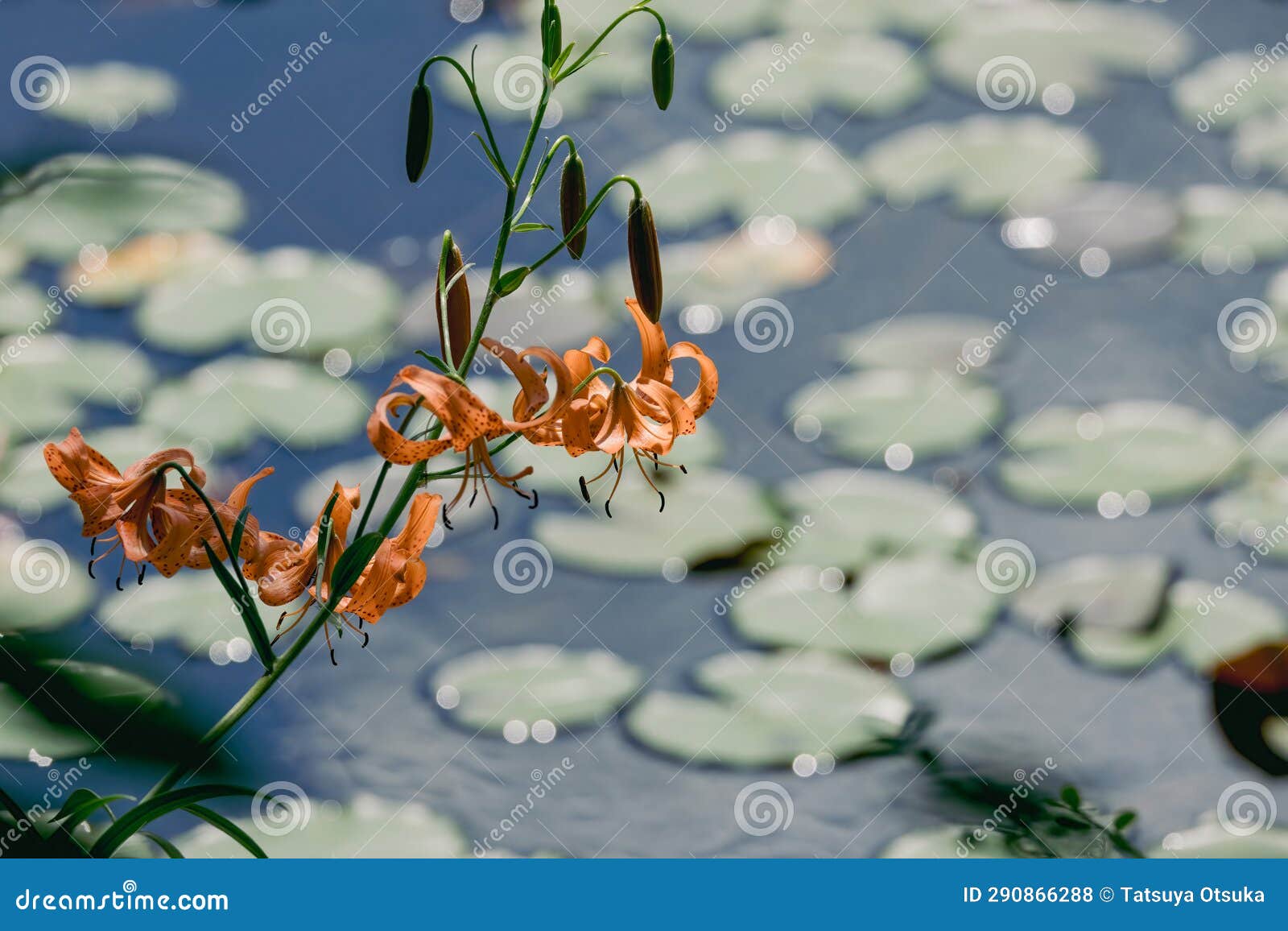 Japanese Tiger Lily Blooming at the Edge of the Pond Stock Photo