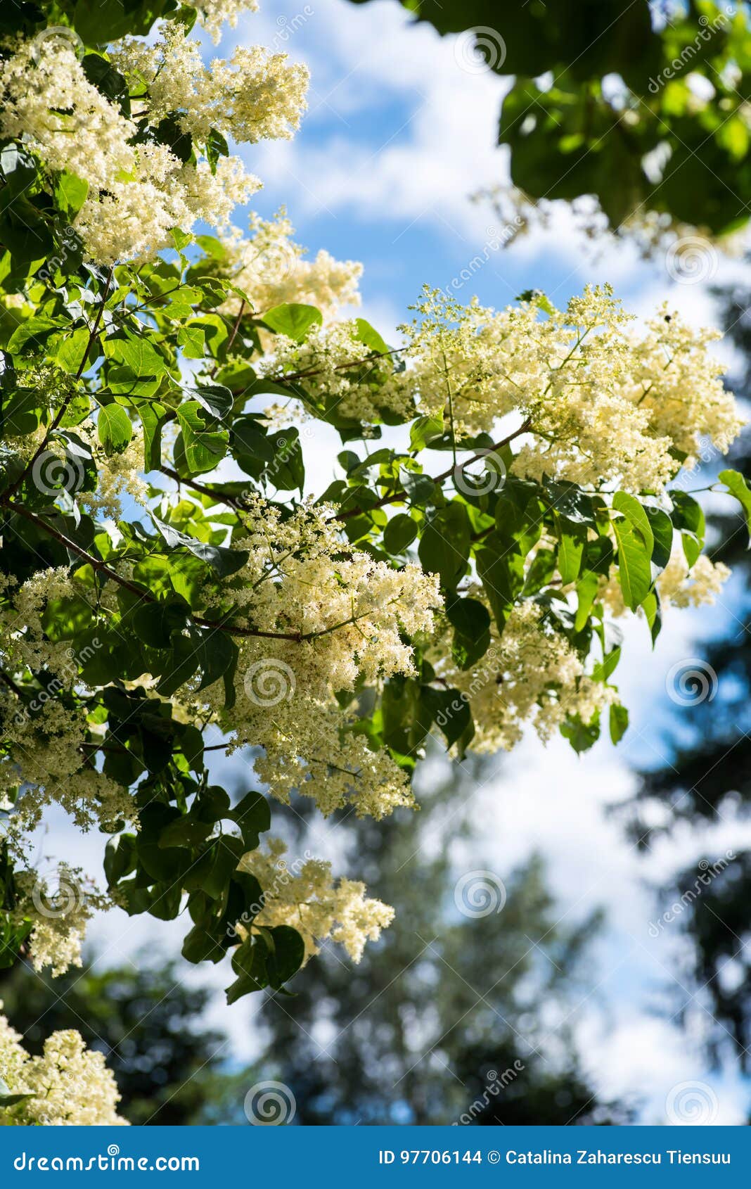 japanese tree lilac branches