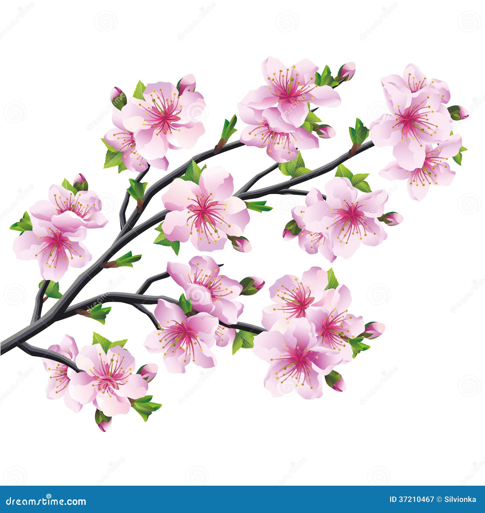 Japanese Tree Sakura, Cherry Blossom Isolated Stock Vector - Illustration  of petal, branch: 37210467
