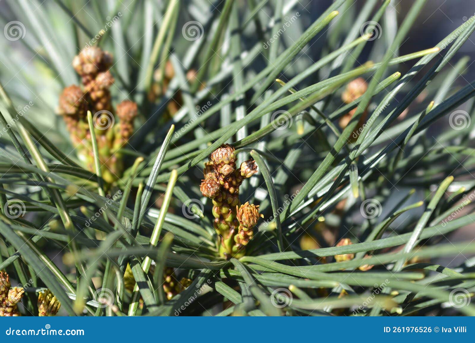 japanese umbrella pine