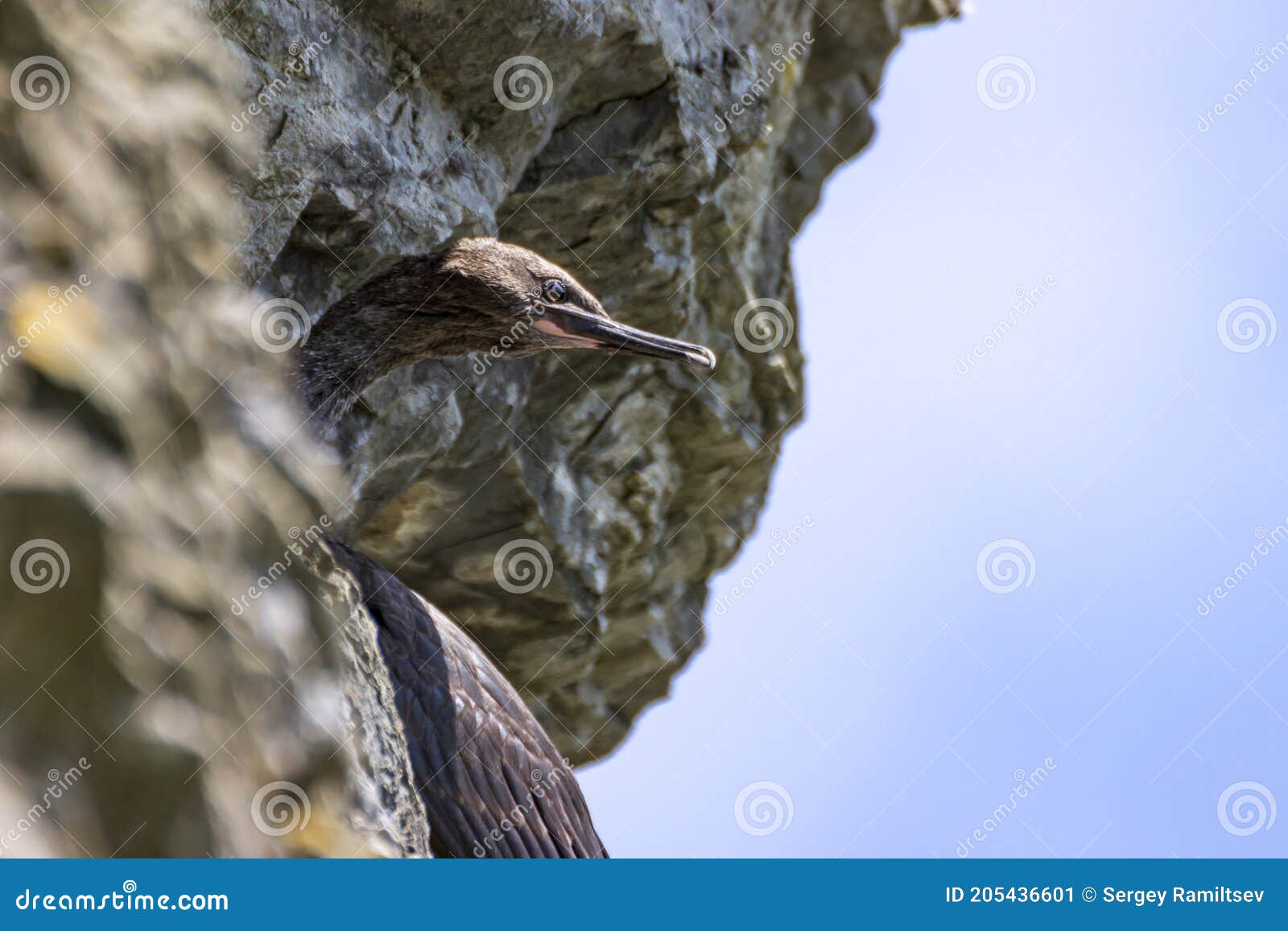 Japanese Or Ussuriian Cormorant Phalacrocorax Capillatus On The Edge