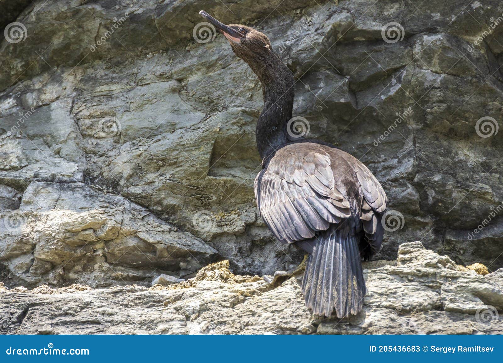 Japanese Or Ussuriian Cormorant Phalacrocorax Capillatus On The Edge