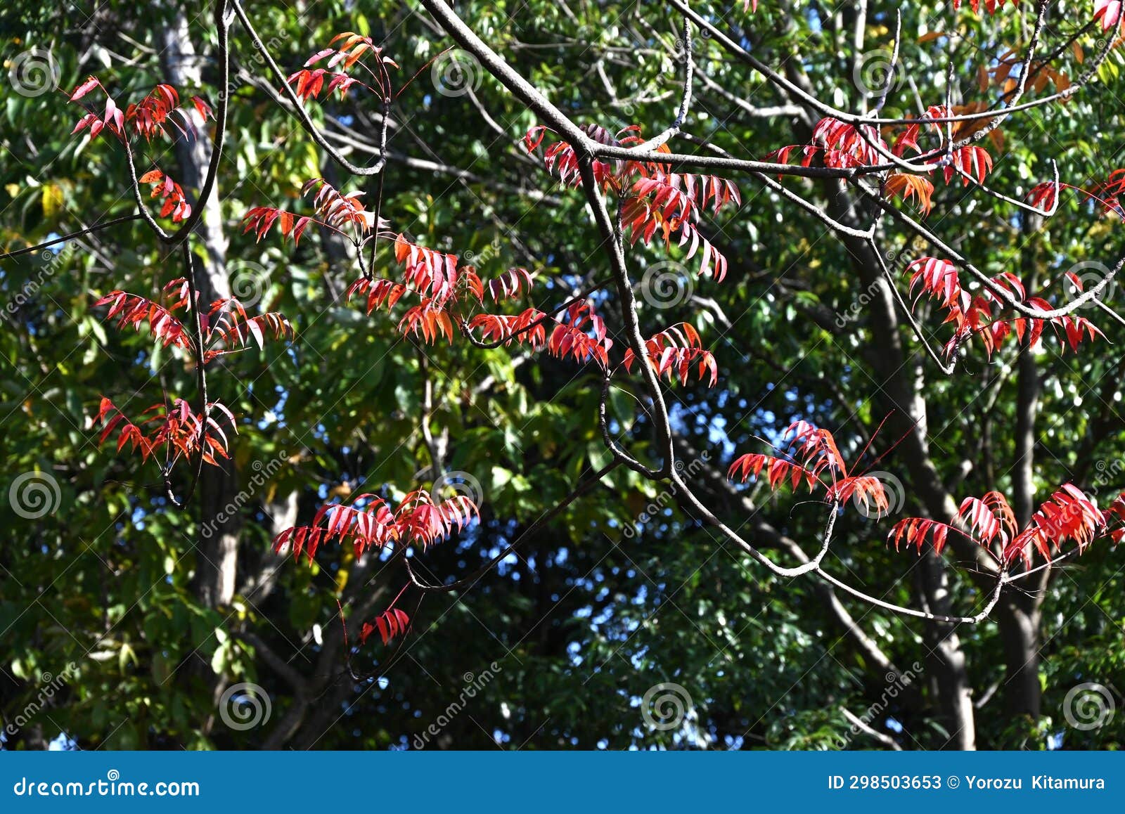 Japanese Wax Tree Autumn Leaves. Stock Image Image of beautiful