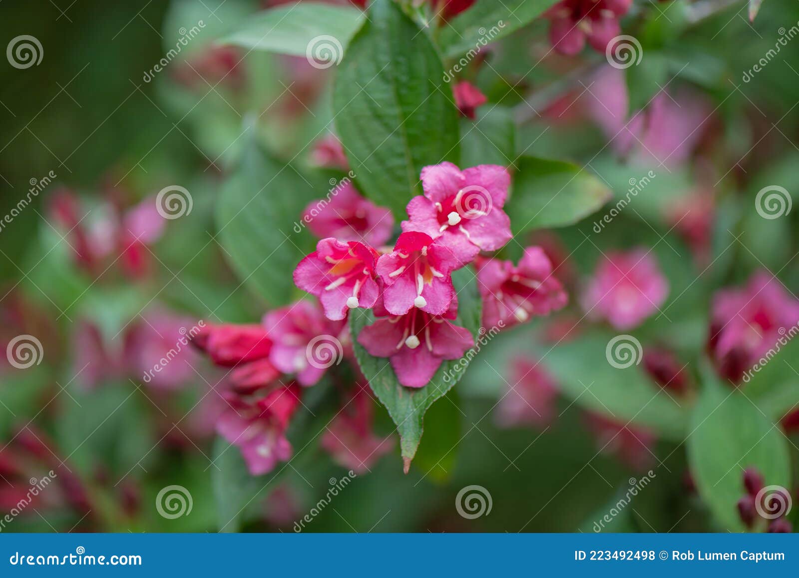 japanese weigela japonica, rosey-red, tubular inflorescence and leaves