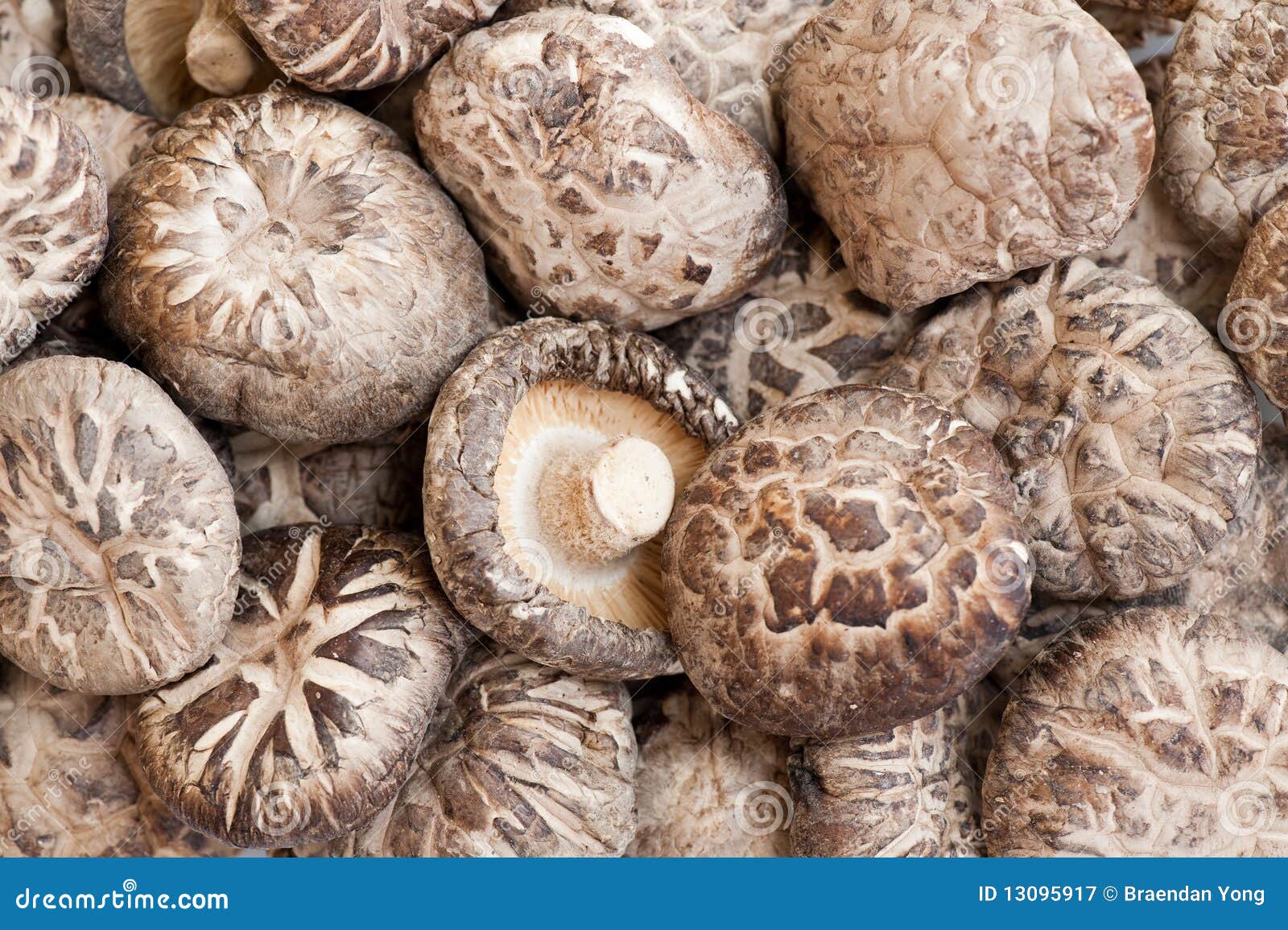 Japanese White Flower Mushrooms II Royalty Free Stock Photography