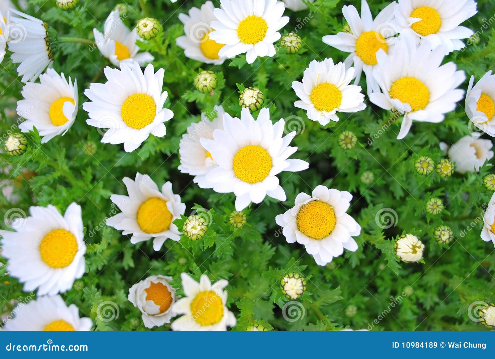 Japanese White Flowers during Spring Stock Image Image of nature, garden 10984189