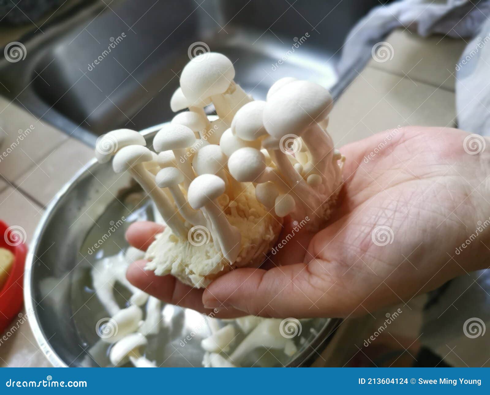 Japanese White Ivory Beech Mushroom Stock Photo Image of buna
