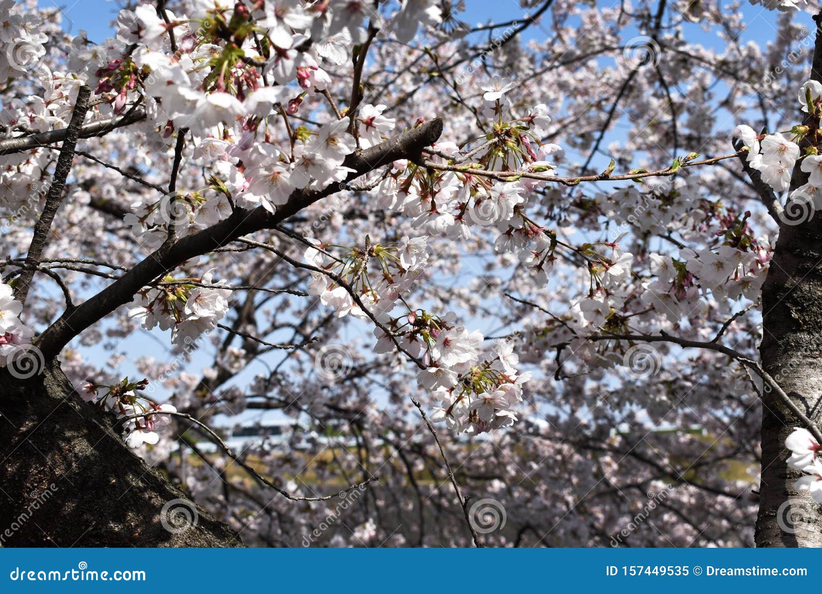 Japanese white sakura stock image. Image of sakura, emicro - 157449535