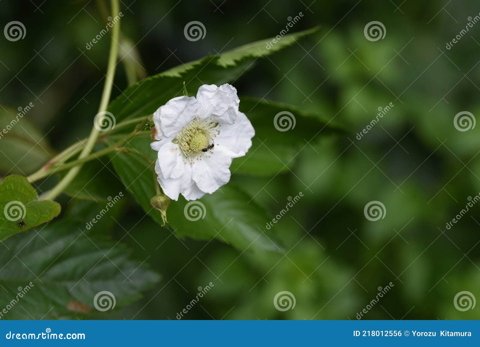 japanese wild raspberry / rubus trifidus  flowers and berries.