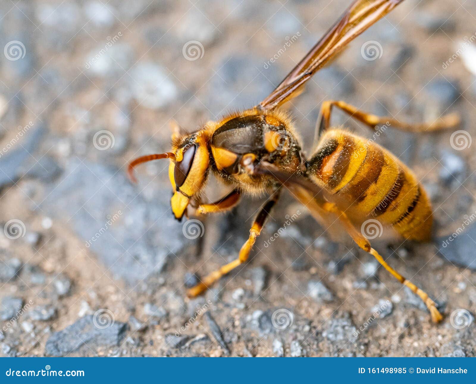Download 6 822 Yellow Hornet Photos Free Royalty Free Stock Photos From Dreamstime