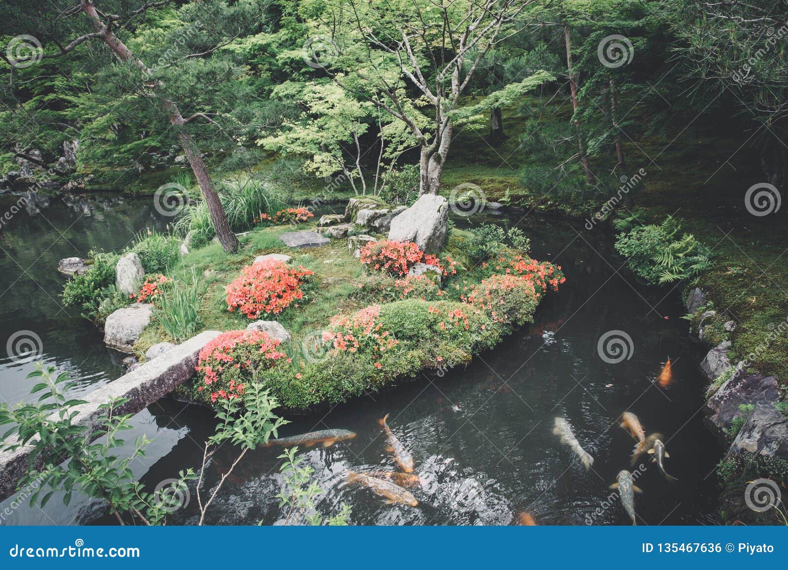 Japanese Zen Stone Garden And Lake Koi Fish With Green Maple