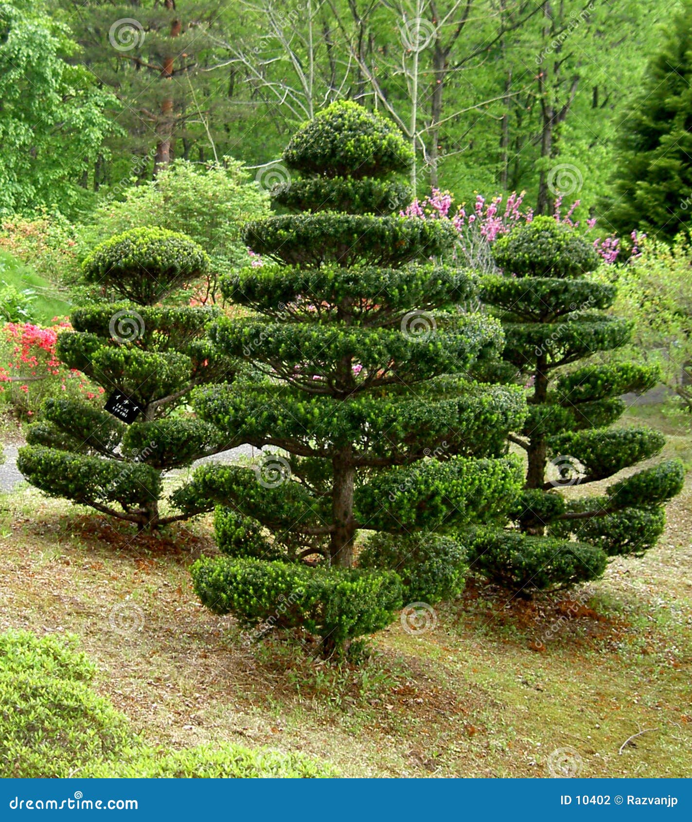 Japanische Baume Stockfoto Bild Von Baume Japanische 10402
