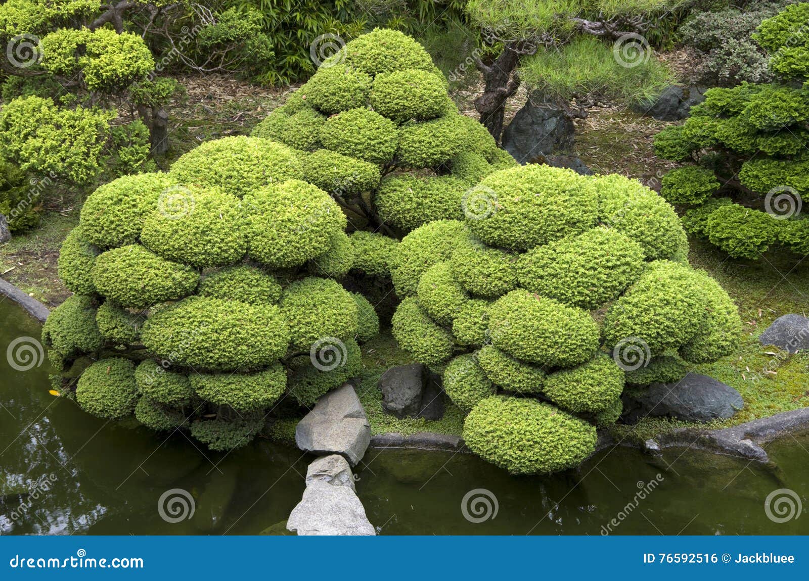 Japanische Gartenpflanzen Stockfoto Bild Von Japanisch 76592516
