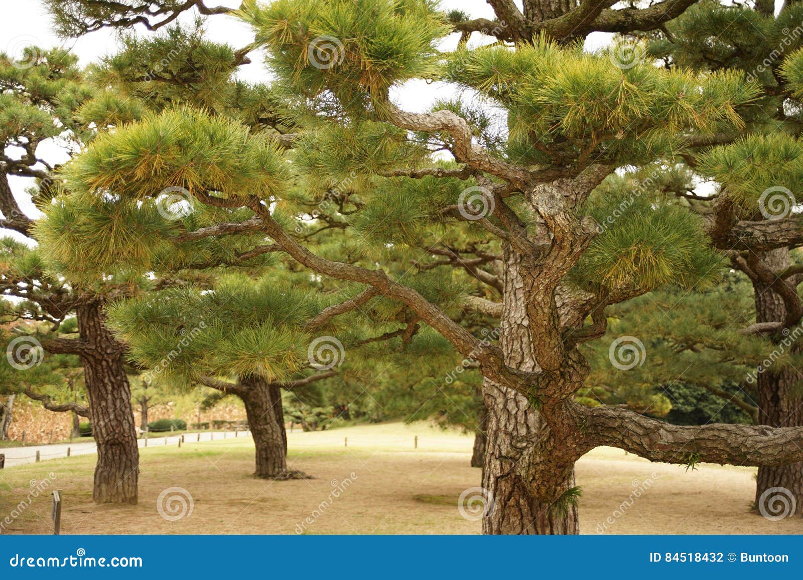 Japanische Kiefer Im Garten Stockfoto Bild von kiefer