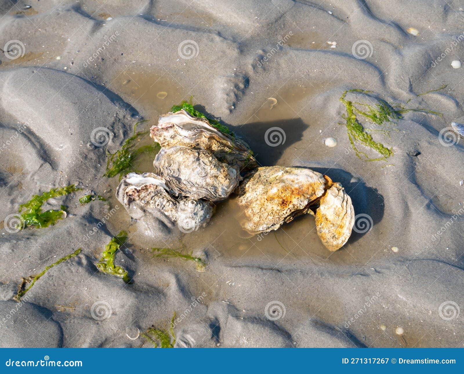 Japanische Oder Pazifische Austern Und Seebatsch Auf Sand Bei Ebbe Von ...