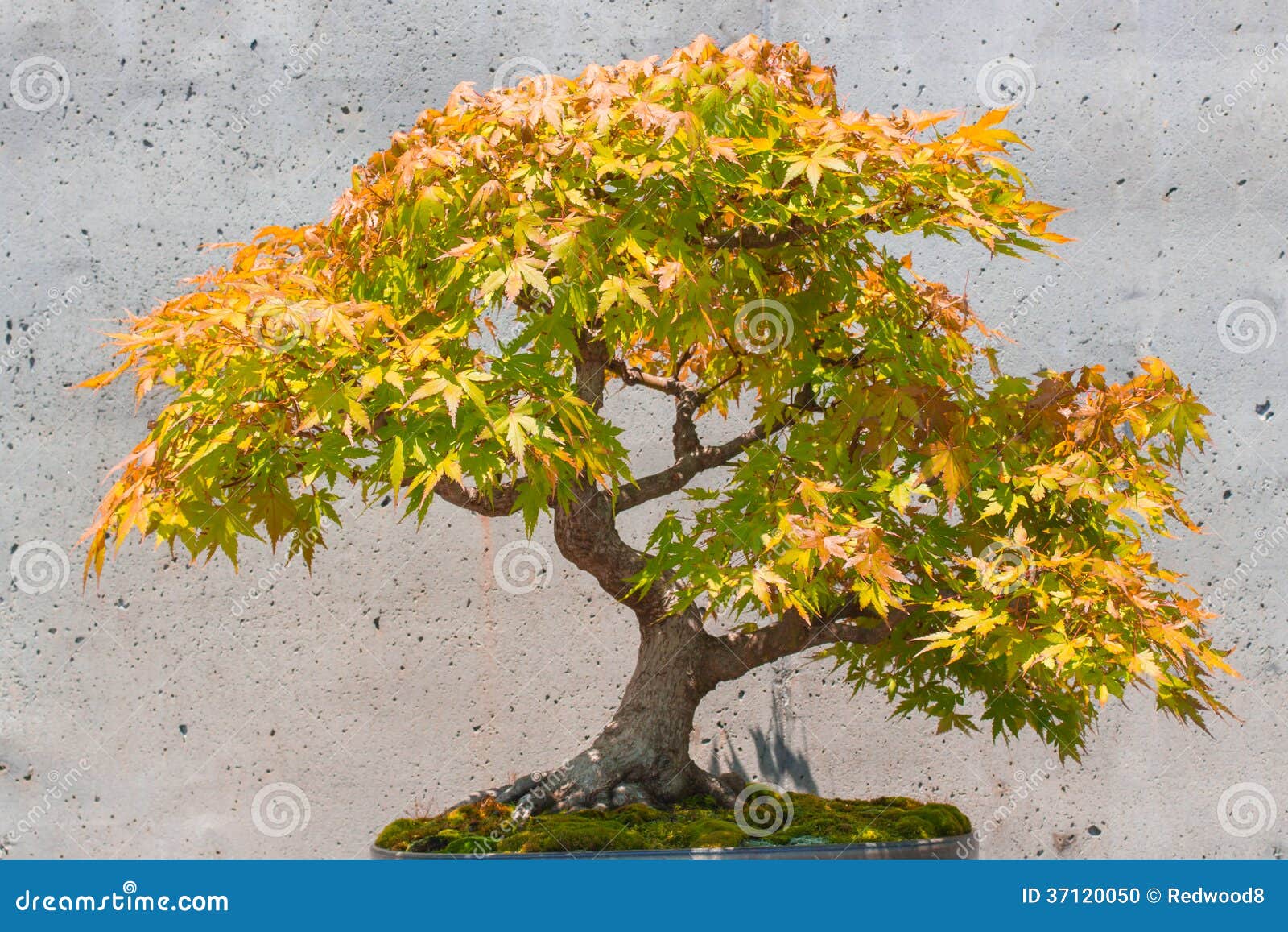 Japanischer Ahorn BonsaiBaum Stockfoto Bild von anpflanzungen