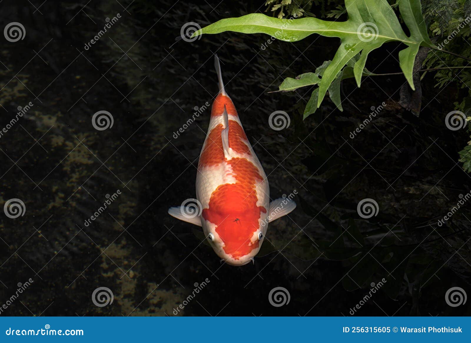 Japans gevarieerde karpers zwemmen in tuinvijver. Kleurrijke decoratieve vis drijft in een kunstmatige vijver van boven naar boven