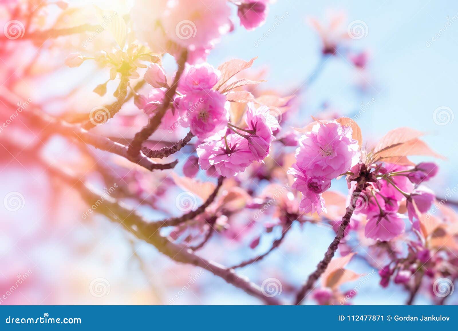 Japanse Die Kersenboom Door Zonlicht, Bloeiende Kersenboom Wordt ...