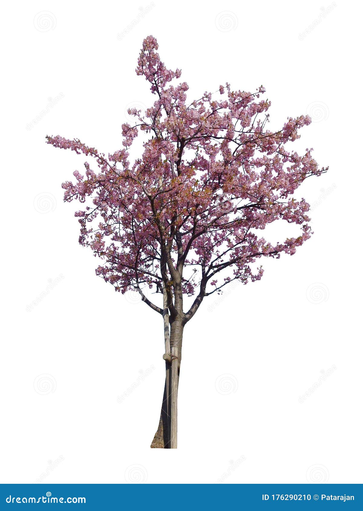 Japanse Volle Bloeiende Sakura - Roze Kersenboom , Geïsoleerd Op Witte Achtergrond. Stock Foto - Image Of Bloem, Kers: 176290210