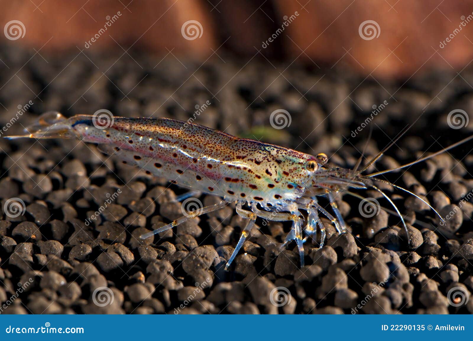 Amano Shrimps Eating Dead Neon Stock Photo 210783630