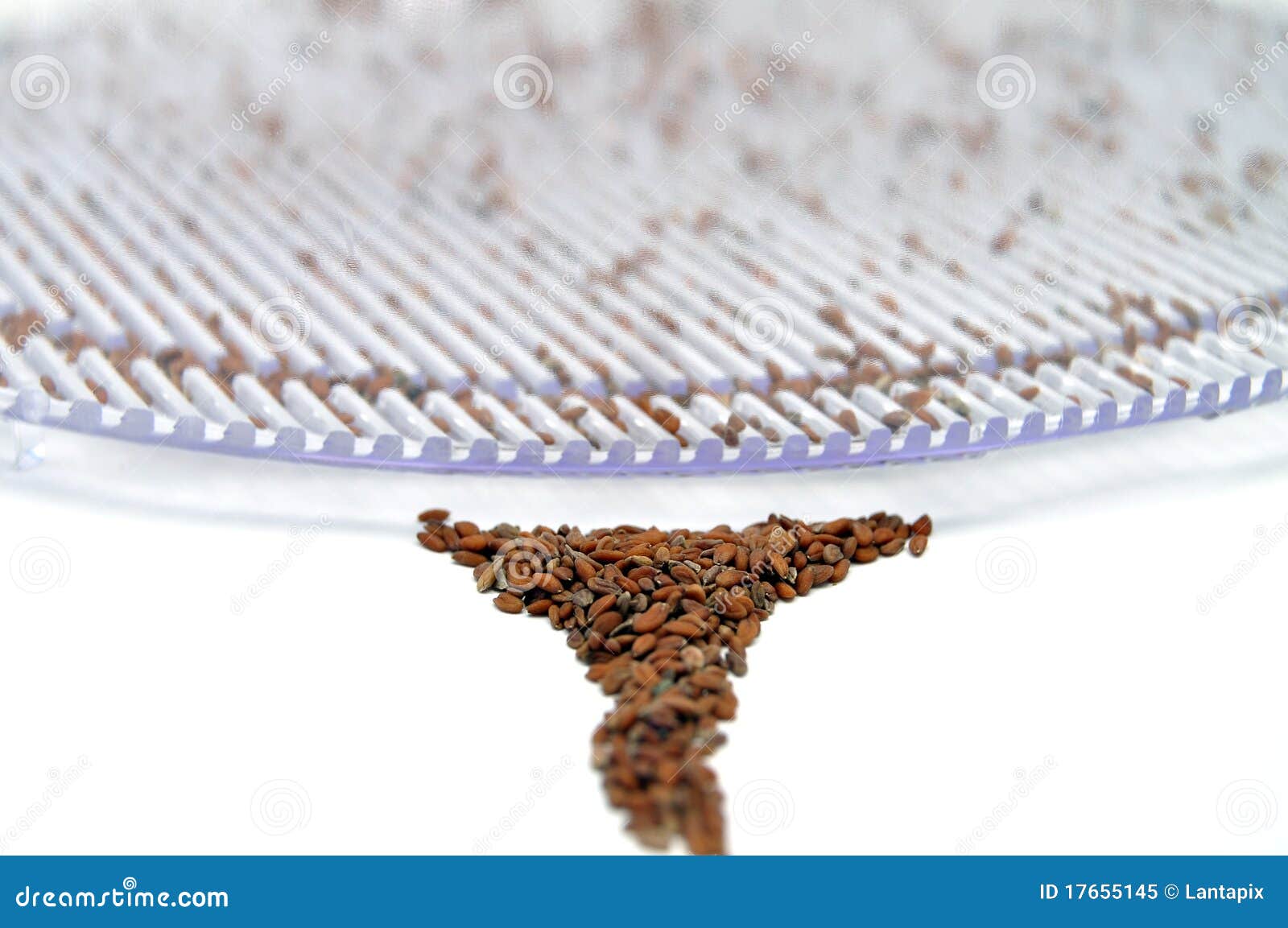 Jar with sprouting alfalfa stock image. Image of isolated 17655145