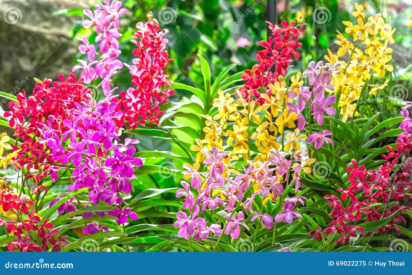 Jardín Con Las Orquídeas Coloridas En Sol De La Primavera Imagen de archivo  - Imagen de brillantemente, hombre: 69022275