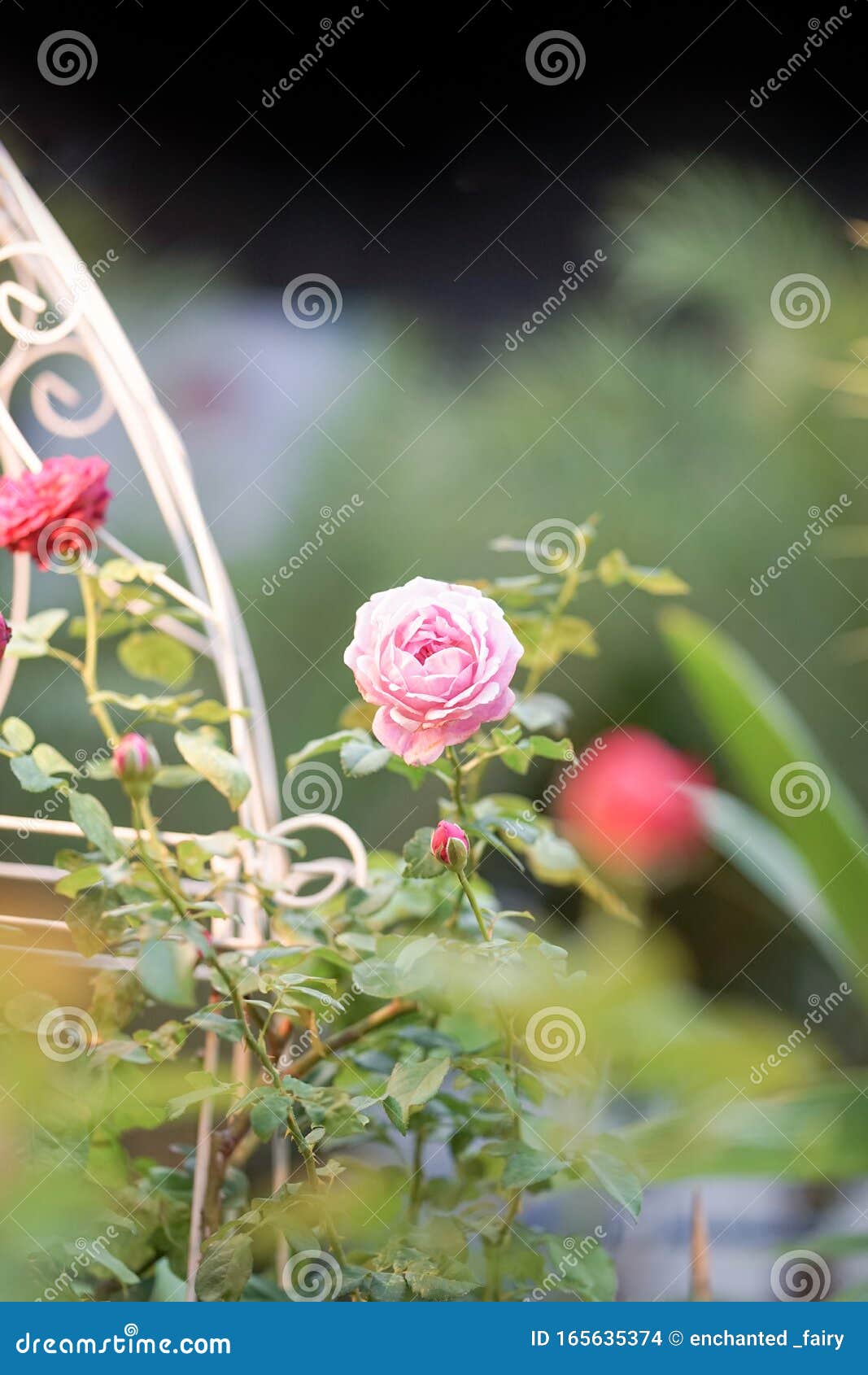 Jardín De Flores Por La Noche Un Cerrado De Una Hermosa Rosa Rosa Rosa Rosa  Del Emmanuelle Soeur Rosa O Rosa Híbrido Rosado Flore Foto de archivo -  Imagen de juliet, verano: