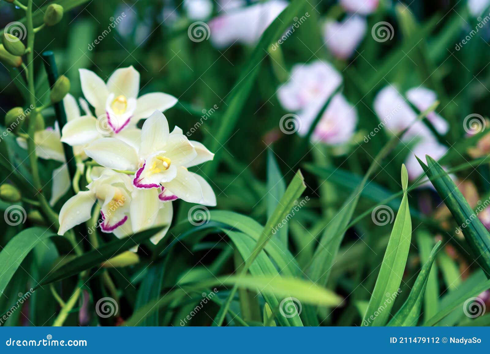 Jardín De Orquídeas Con La Floración Cymbidium Y Otras Orquídeas Terrestres  Foto de archivo - Imagen de amarillo, oriental: 211479112