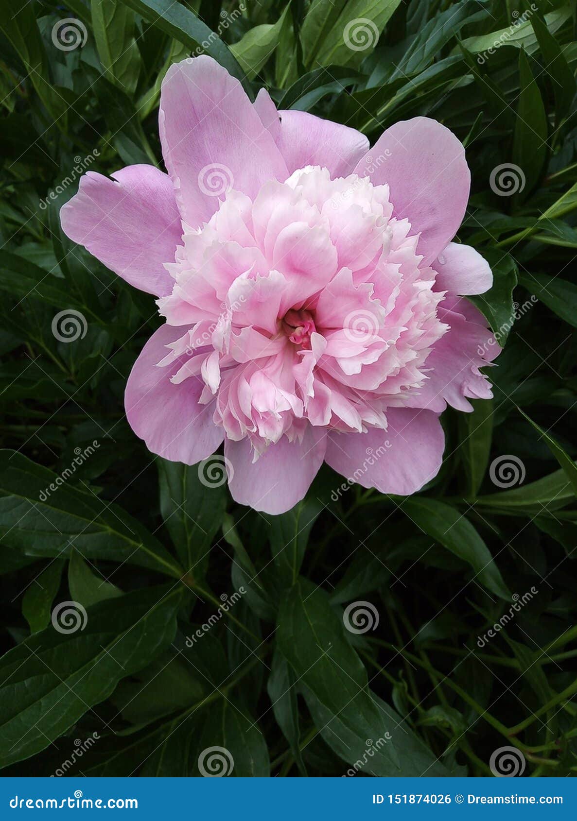 Jardín Del Verano Que Las Flores Maravillosas De Las Rosas Hermosas, Son Maravillosas Foto de archivo - Imagen de hermoso, flores: 151874026 Jardín Del Verano Que Las Flores Maravillosas De Las Rosas Hermosas, Son Maravillosas Foto de archivo - Imagen de hermoso, flores: 151874026