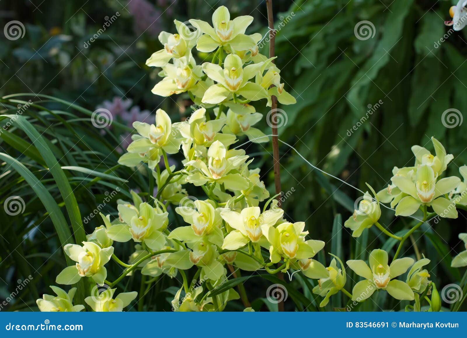 Jardín Verde Claro De La Orquídea Imagen de archivo - Imagen de elegancia,  exclusivo: 83546691