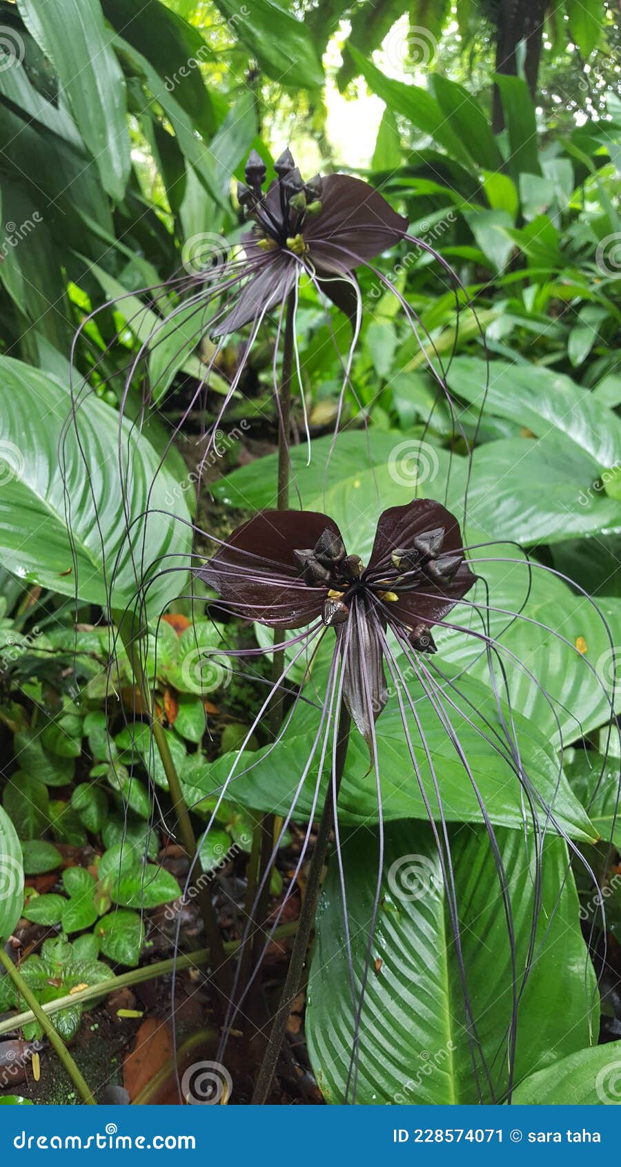 Jardim Botânico De Orquídea Negra Imagem de Stock - Imagem de flor,  borboleta: 228574071