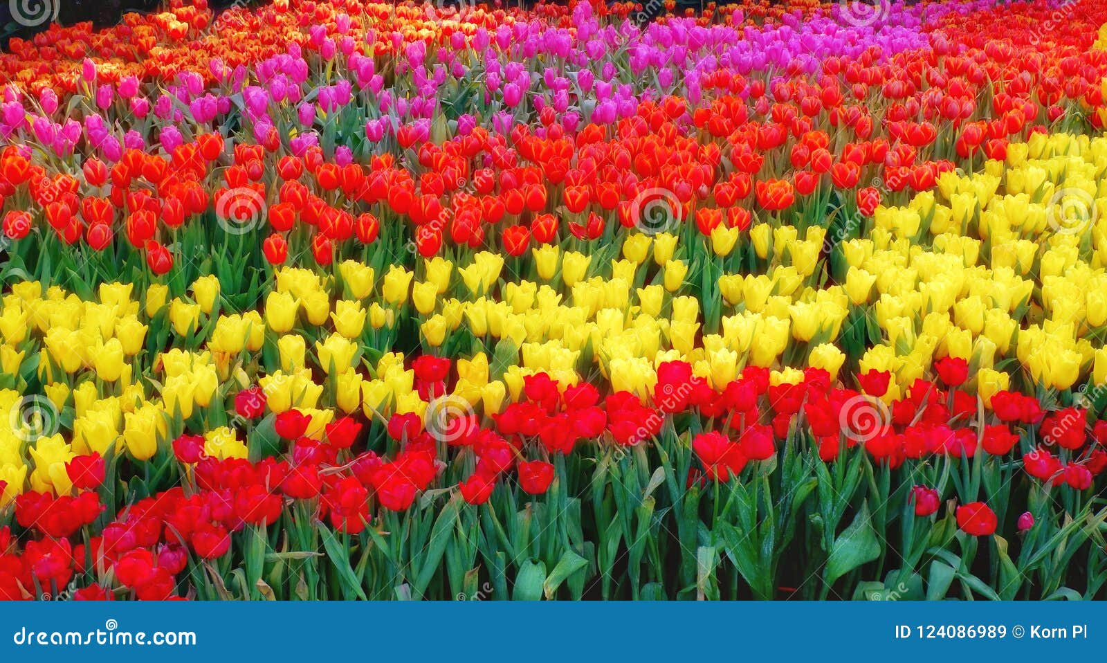 Jardim Colorido Da Tulipa, Flor Bonita Da Tulipa Imagem de Stock - Imagem  de floral, jardim: 124086989