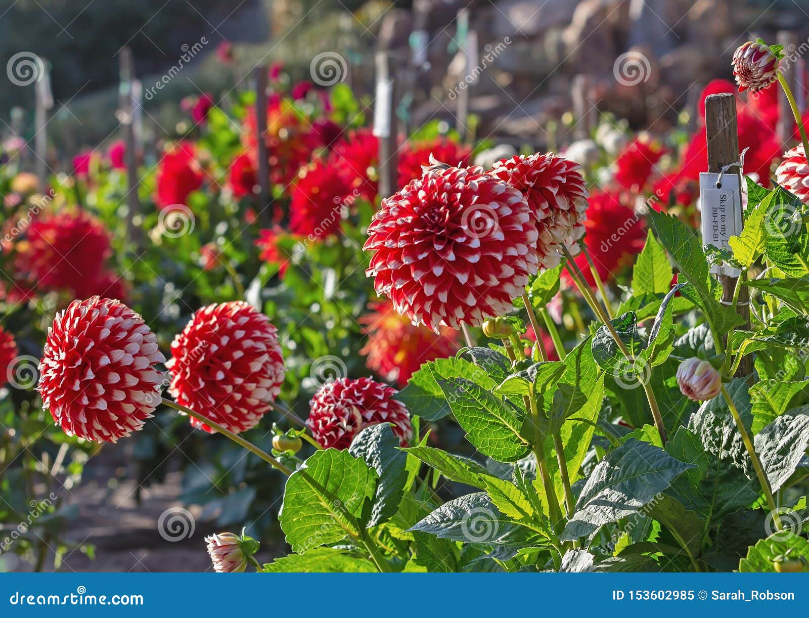 Jardim Da Dália Na Flor Com As Dálias Vermelhas E Brancas Imagem de Stock -  Imagem de colorido, planta: 153602985