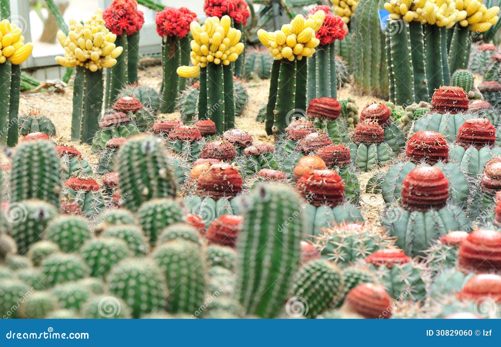 Jardim de flores do cacto foto de stock. Imagem de enxertia - 30829060