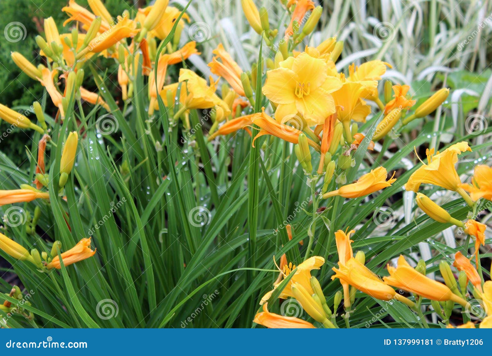 Jardim Lindo Enchido Com O Amarelo Ensolarado Dos Lírios E Das Lâminas  Verdes Do Verde Na Planta Imagem de Stock - Imagem de broto, planta:  137999181