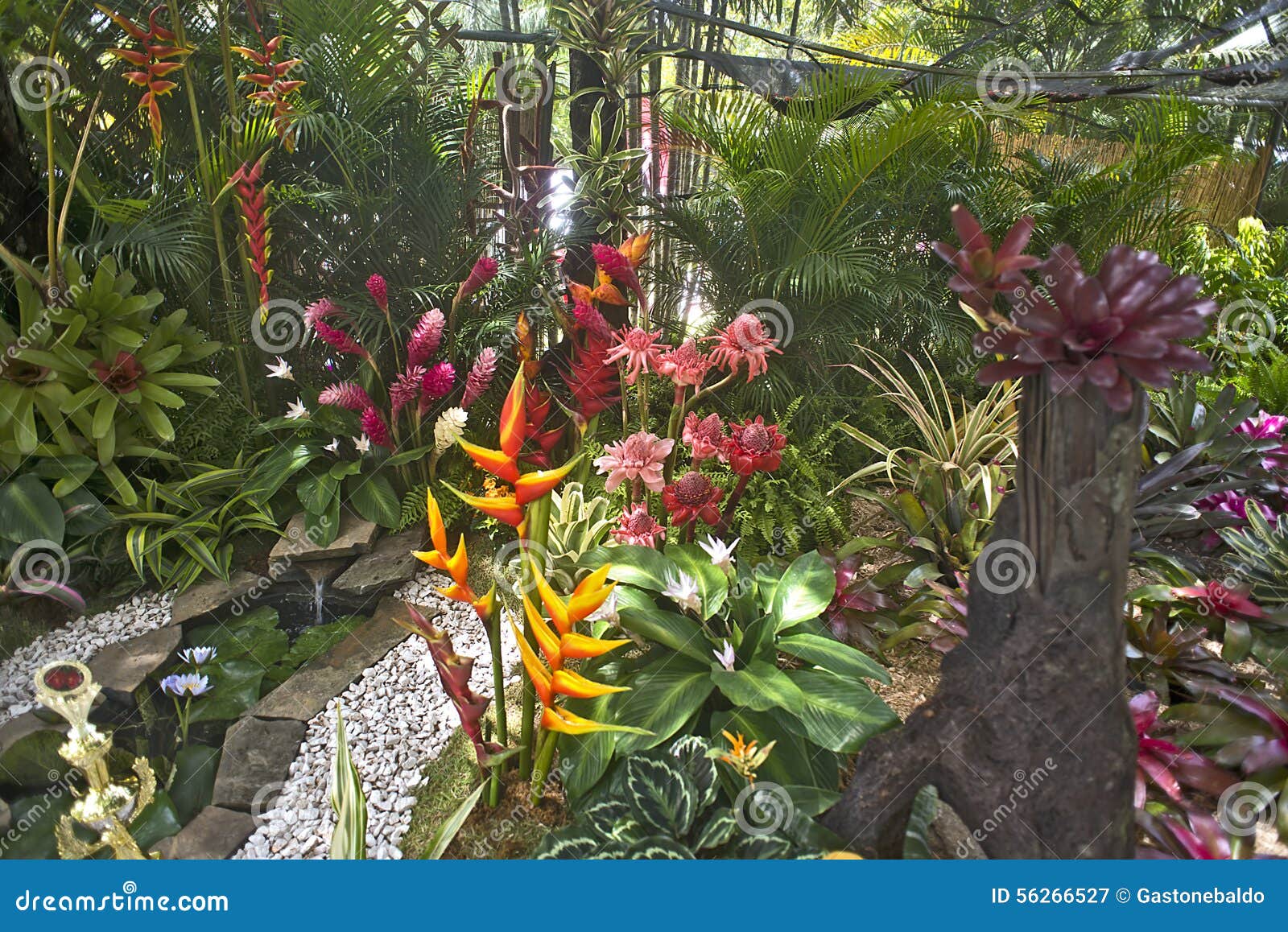 Jardim Tropical Mostrado No Festival Das Flores, Porto Rico Imagem de Stock  - Imagem de crescimento, plantas: 56266527