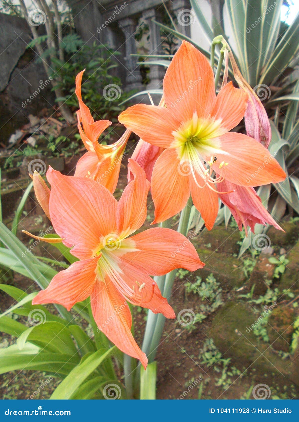 Jardim Vermelho Ou Alaranjado Da Amarílis Foto de Stock - Imagem de  folhagem, aroma: 104111928