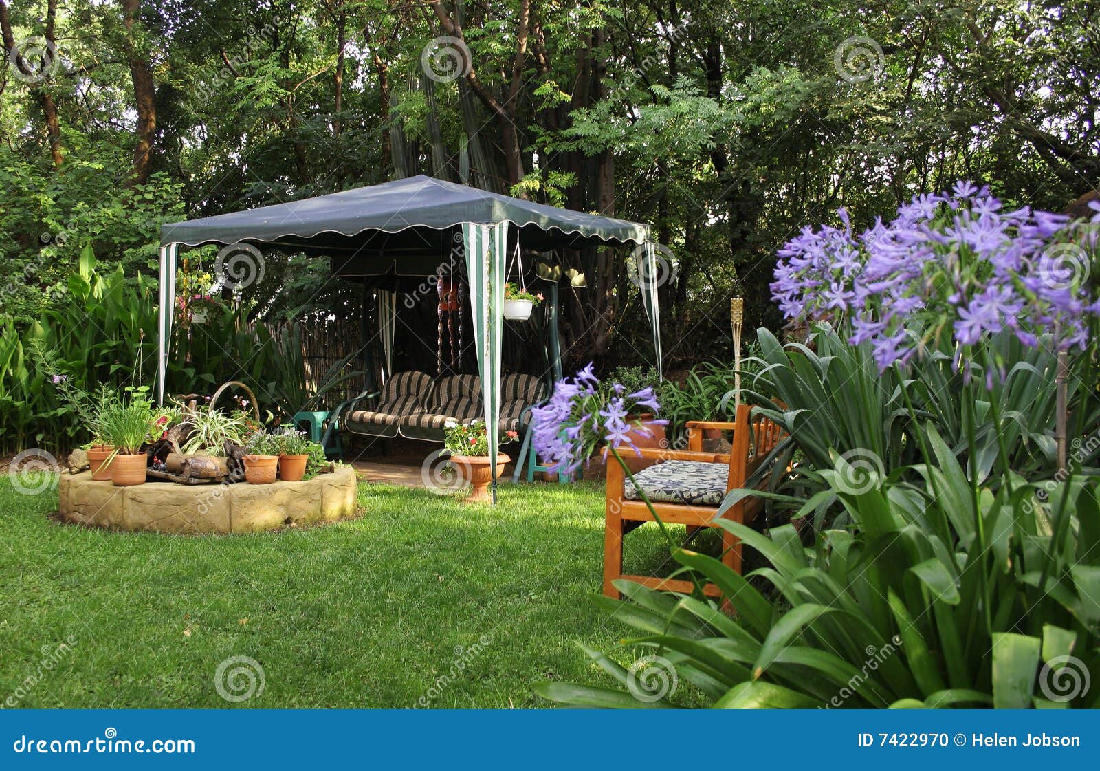 Jardin Africain Avec L'Agapanthus Photo stock Image du pelouse