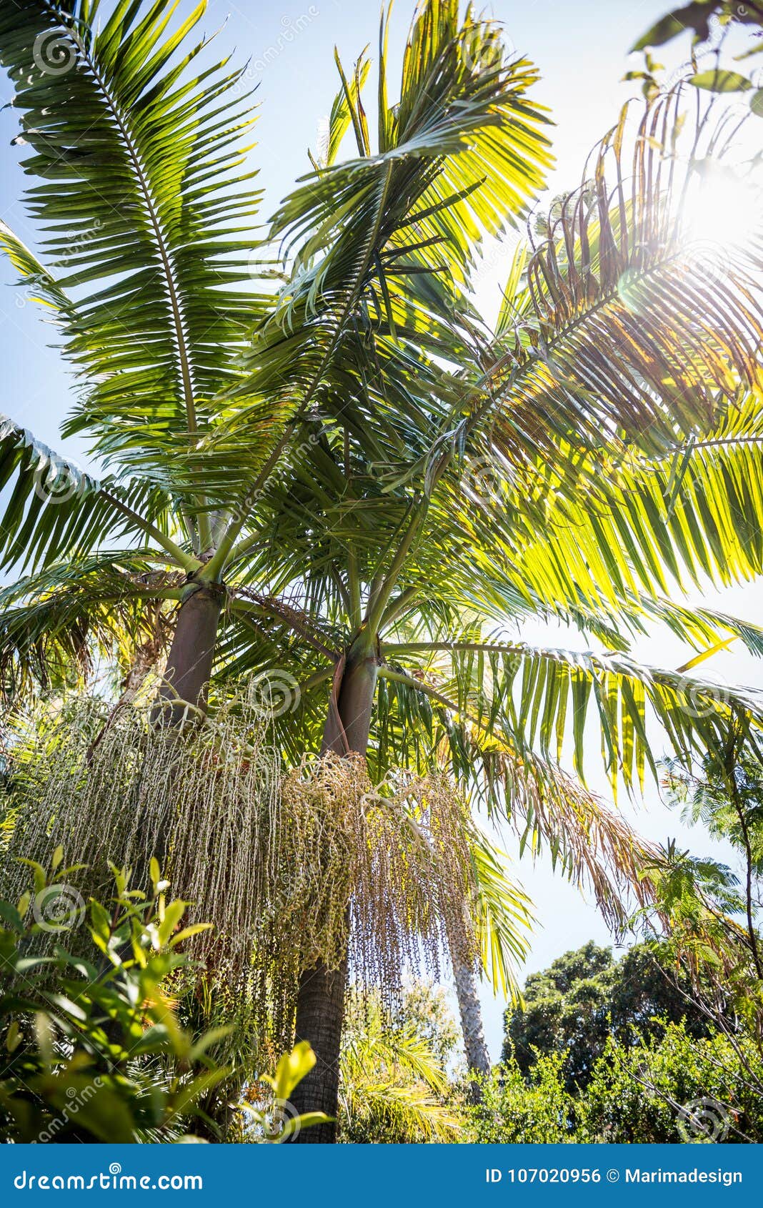jardin botanico with palm tree