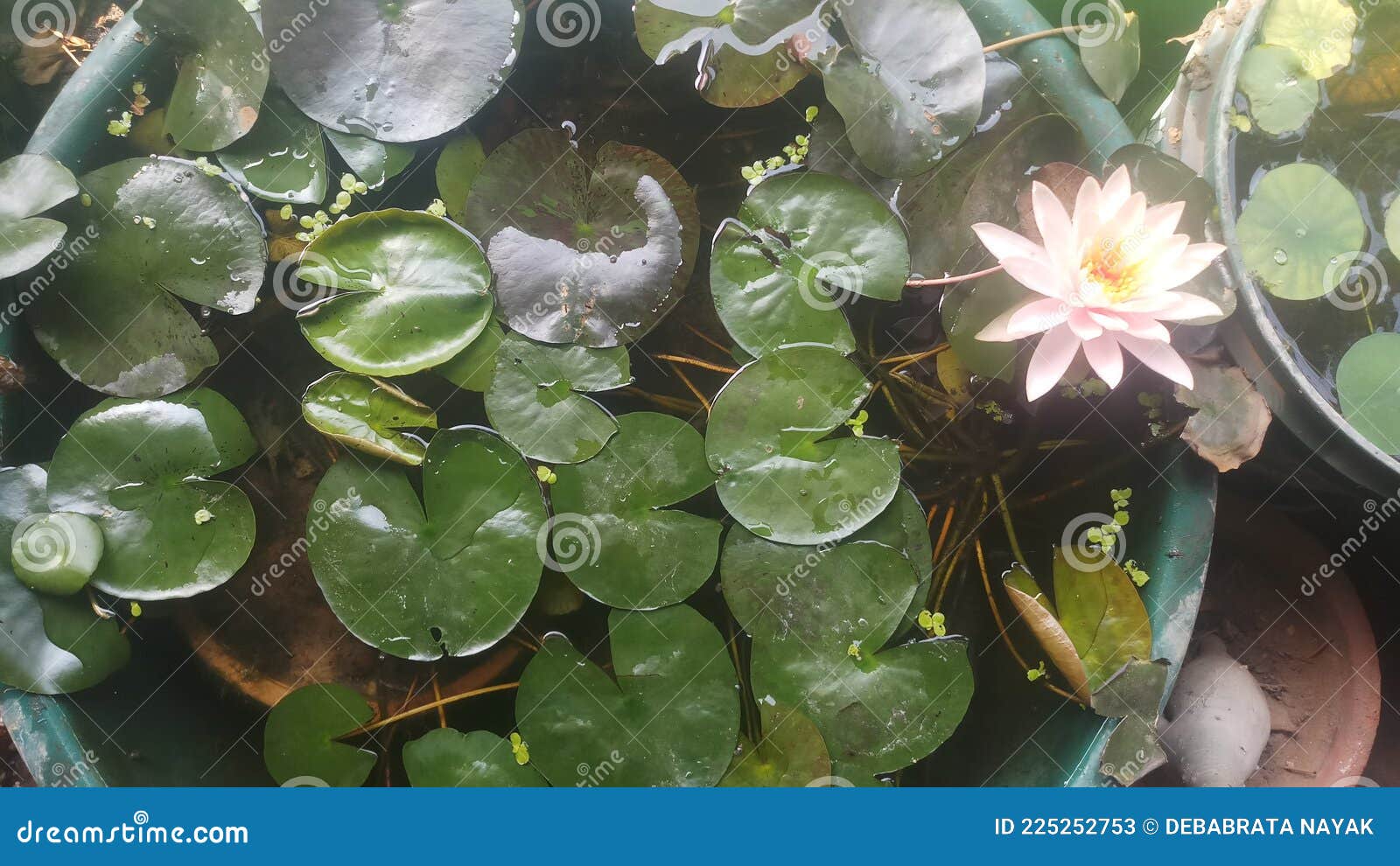 Jardin D'eau Avec Nénuphar Colorado Dans La Baignoire Image stock - Image  du aquarium, éclaboussement: 225252753