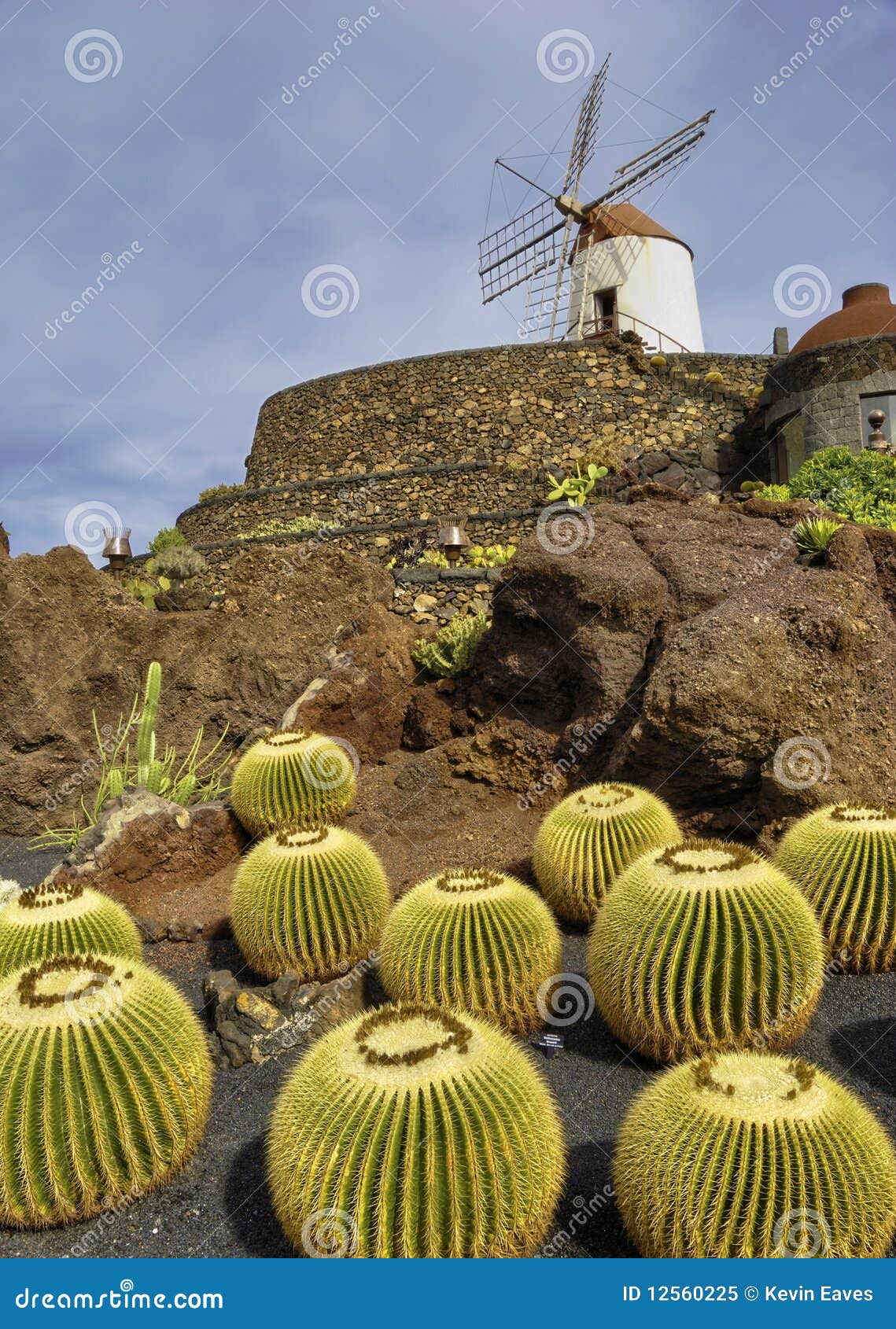 jardin de cactus