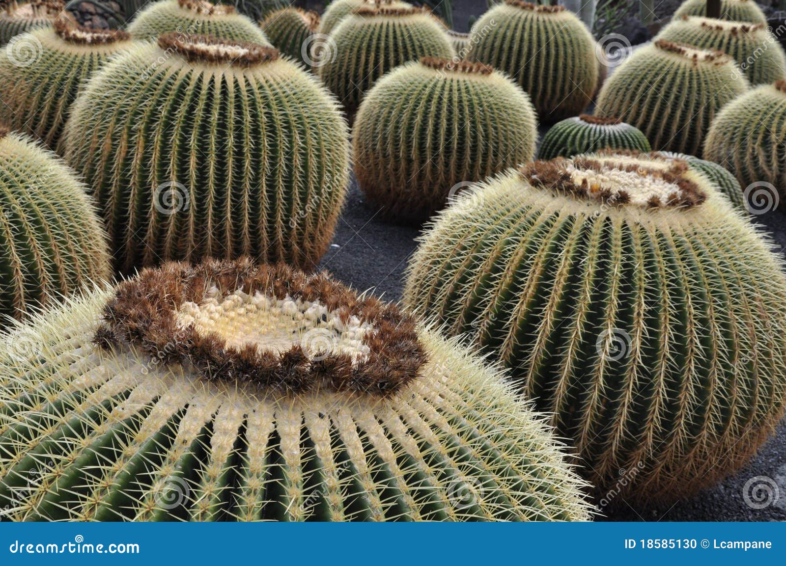 jardin de cactus landscape lanzarote