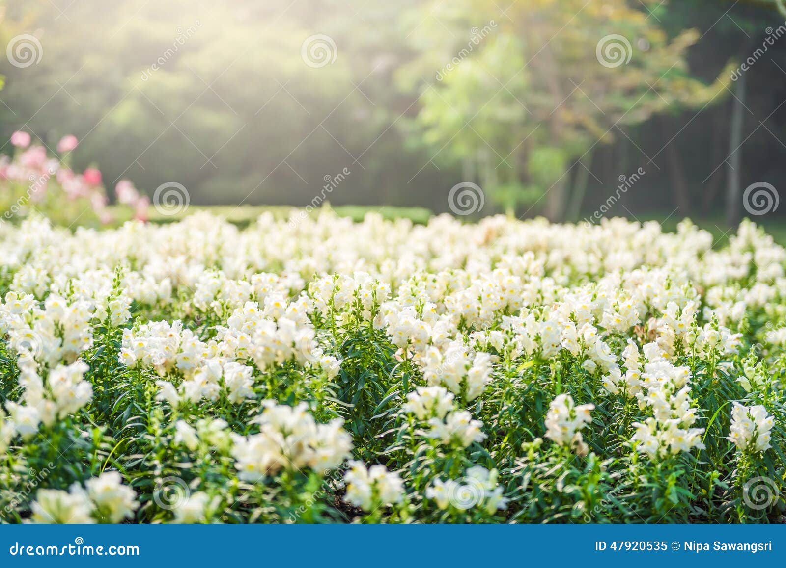 Jardin de fleurs blanches image stock. Image du normal - 47920535
