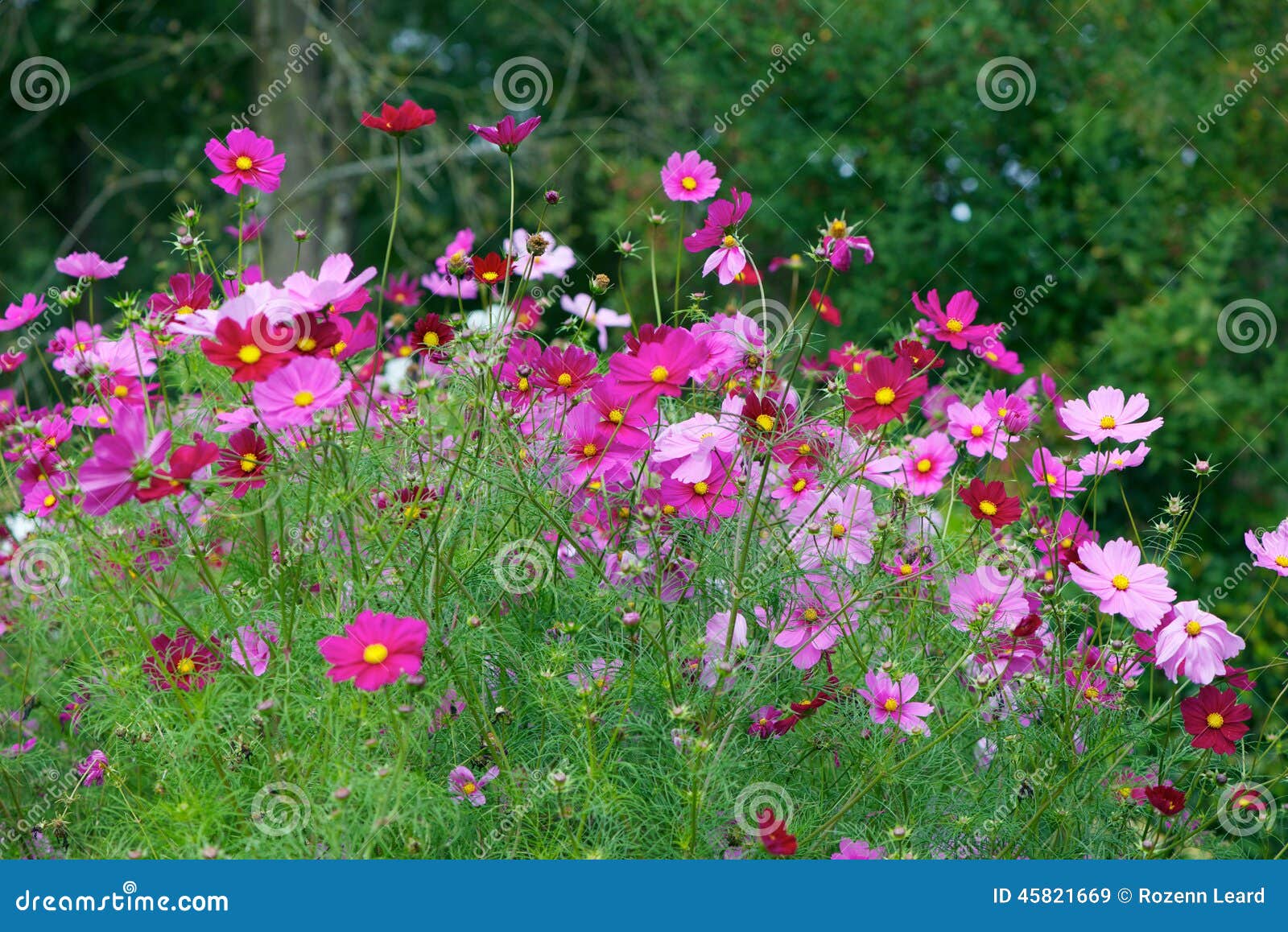 Jardin de fleurs de cosmos image stock. Image du jardin - 45821669