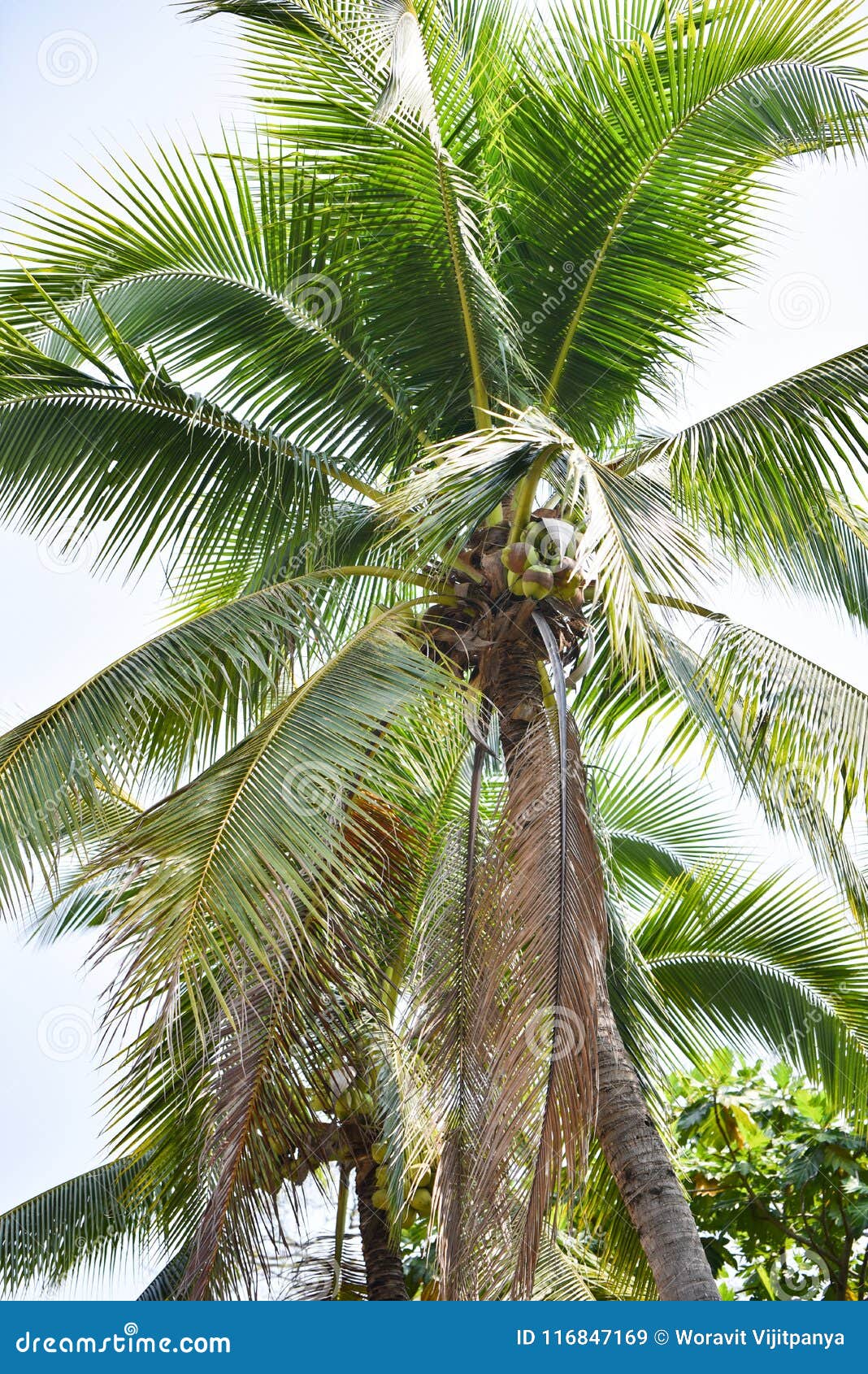 Jardin De Palmier De Noix De Coco Image Stock Image Du Jardin Coco 116847169