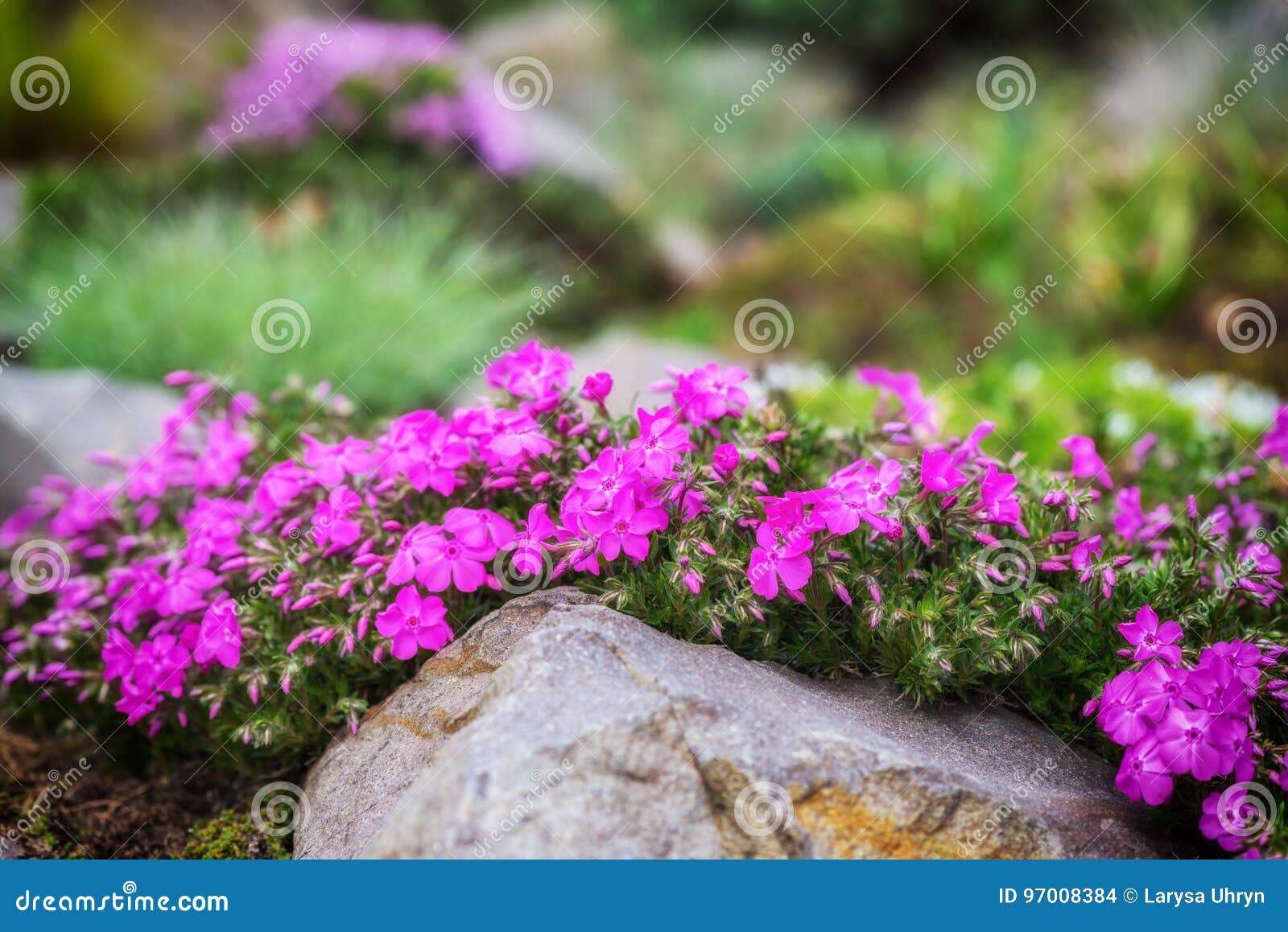 Jardin De Rocaille Avec De Petites Fleurs Assez Violettes De Phlox Photo  stock - Image du fleurs, fond: 97008384