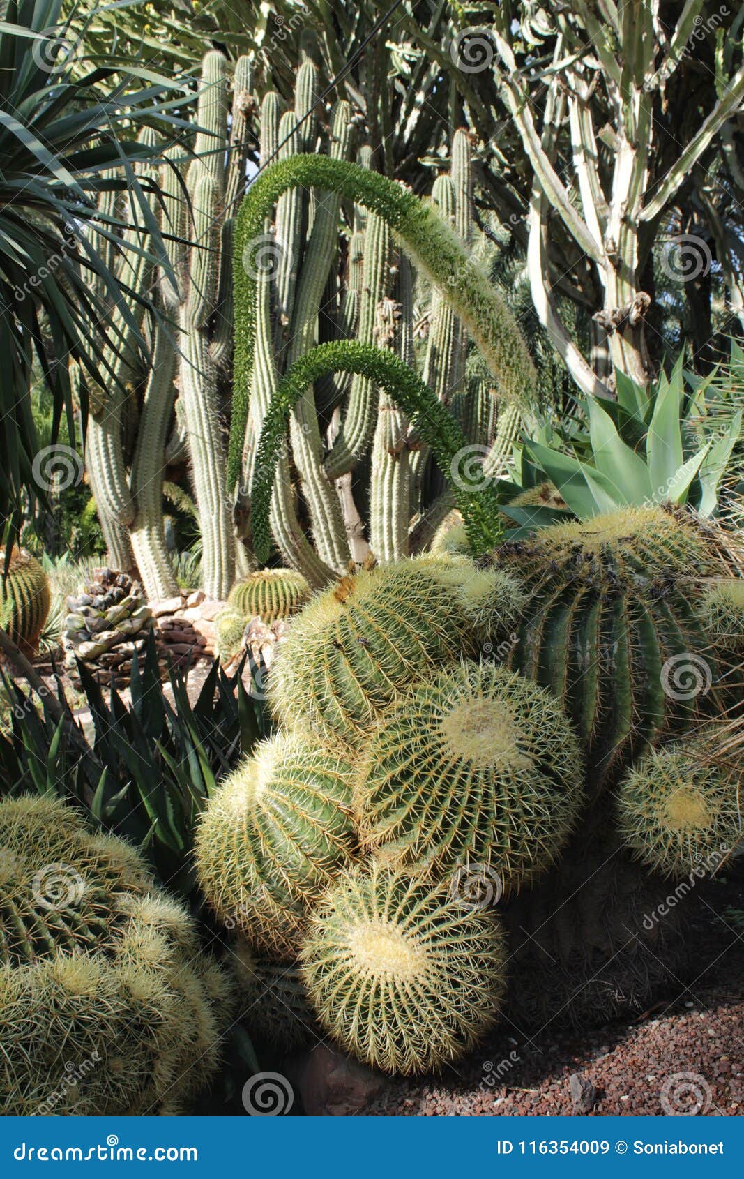 Jardin De Rocaille Avec Différents Types De Cactus Image stock - Image du  serre, rond: 116354009