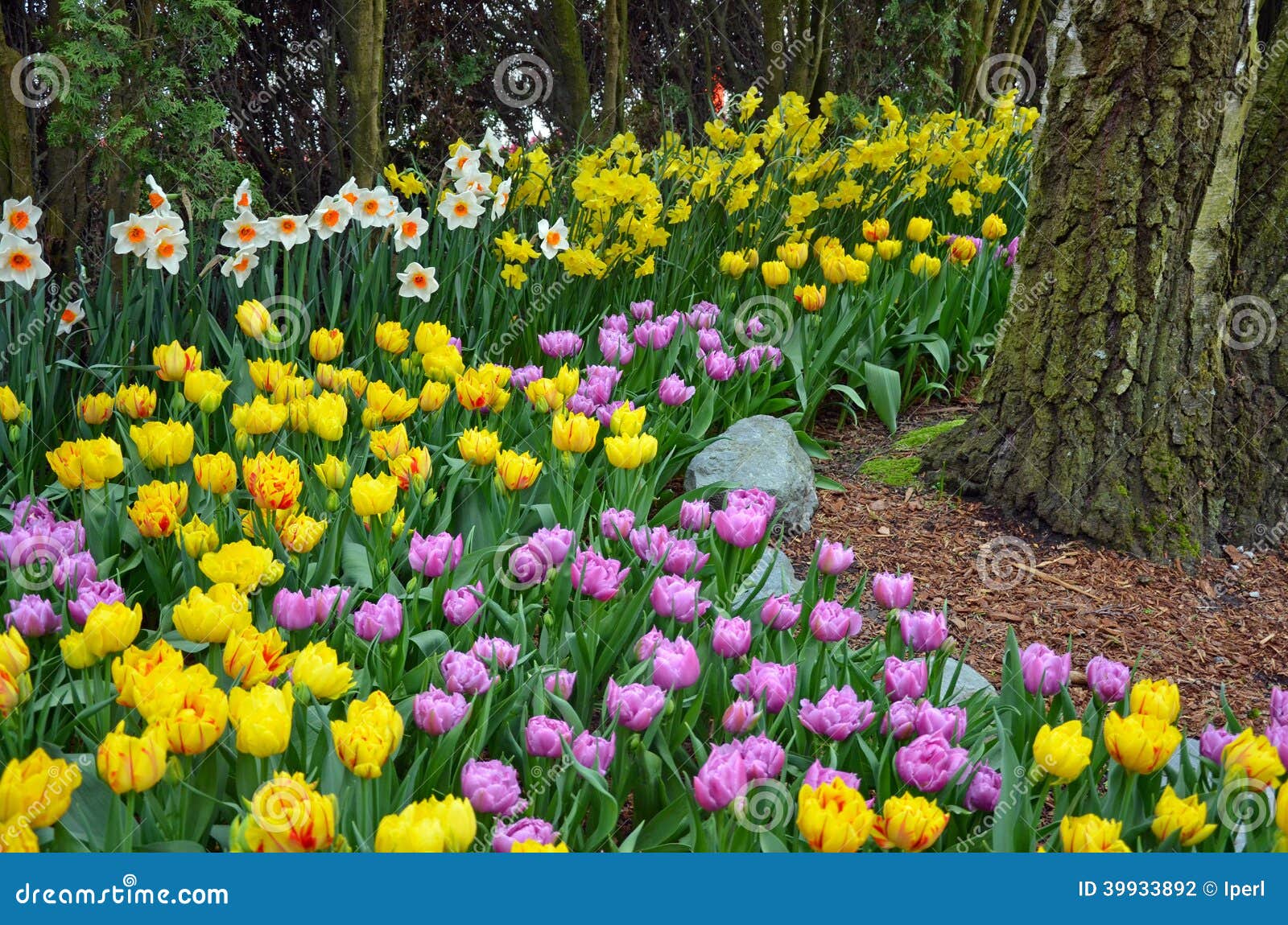 Jardin De Tulipe Et De Jonquille Dans Le Verger Photo stock - Image du  nature, pourpré: 39933892