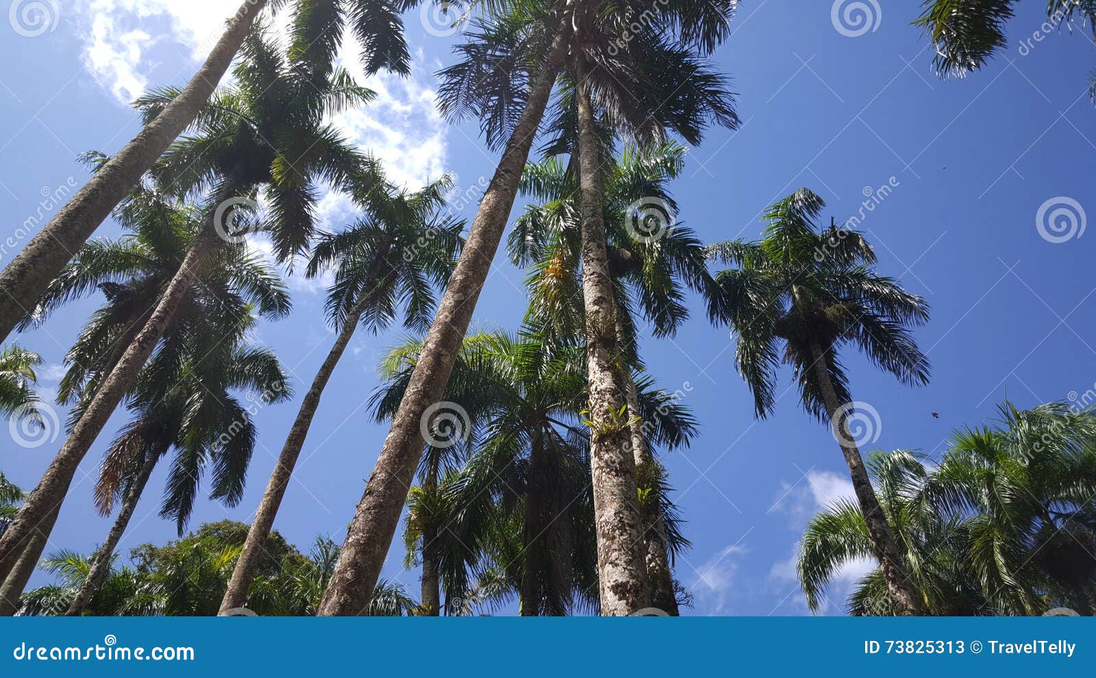 Jardines de la palma imagen de archivo. Imagen de cubo - 73825313