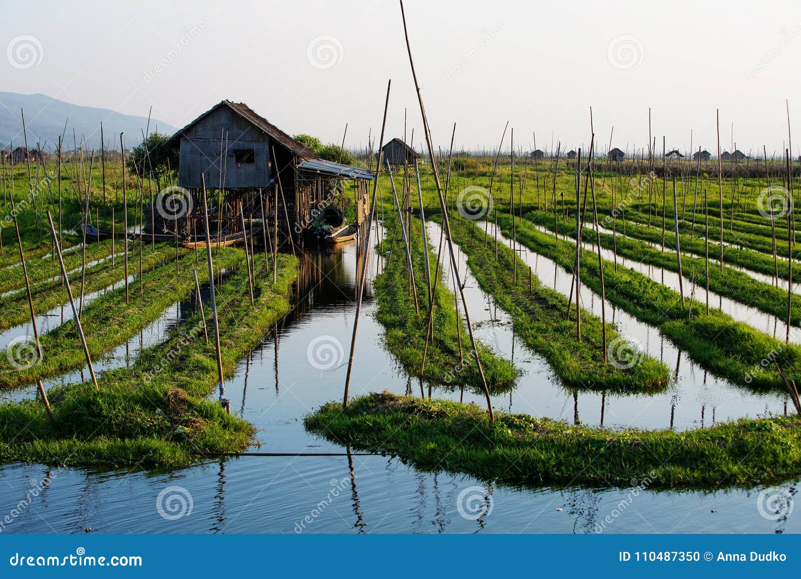 Jardines Flotantes En El Lago Inle Myanmar Foto De Archivo Imagen De Myanmar Inle 110487350